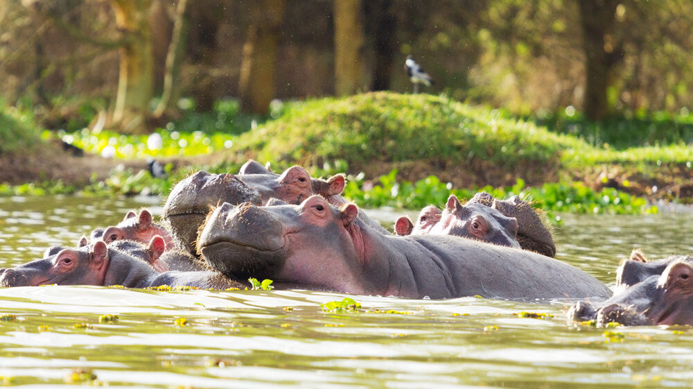 Hippopotamus showing over the waters of Lake Naivasha.