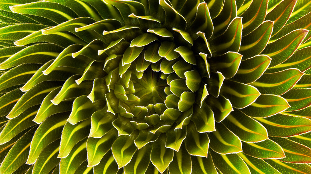 The rosette of a Lobelia deckenii found on Mount Kilimanjaro