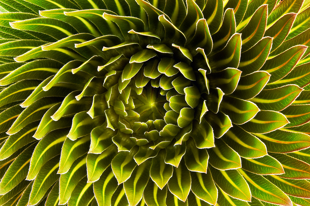 The rosette of a Lobelia deckenii found on Mount Kilimanjaro