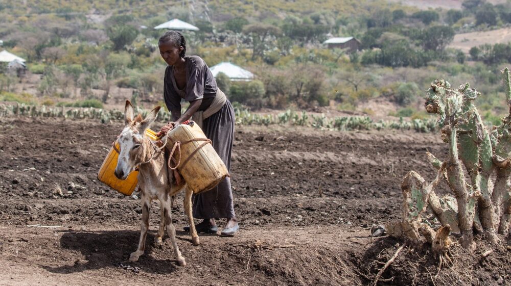 Ethiopia agriculture donkey carrying water