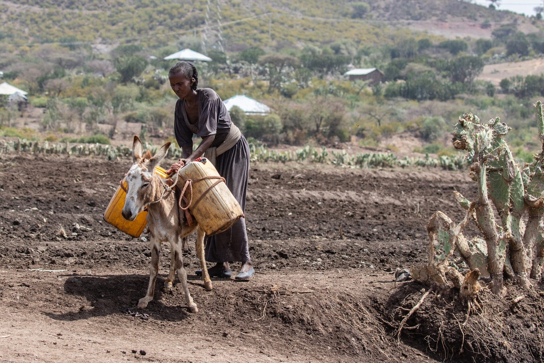 Ethiopia agriculture donkey carrying water