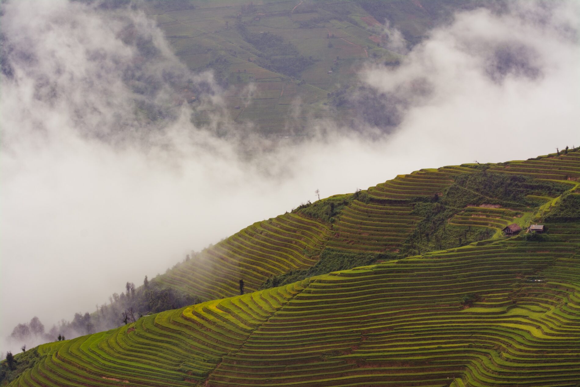 Rice fields and clouds in Vietnam