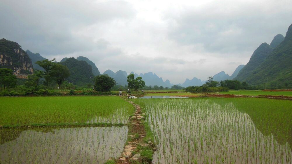 Rice field in Yunnan, China