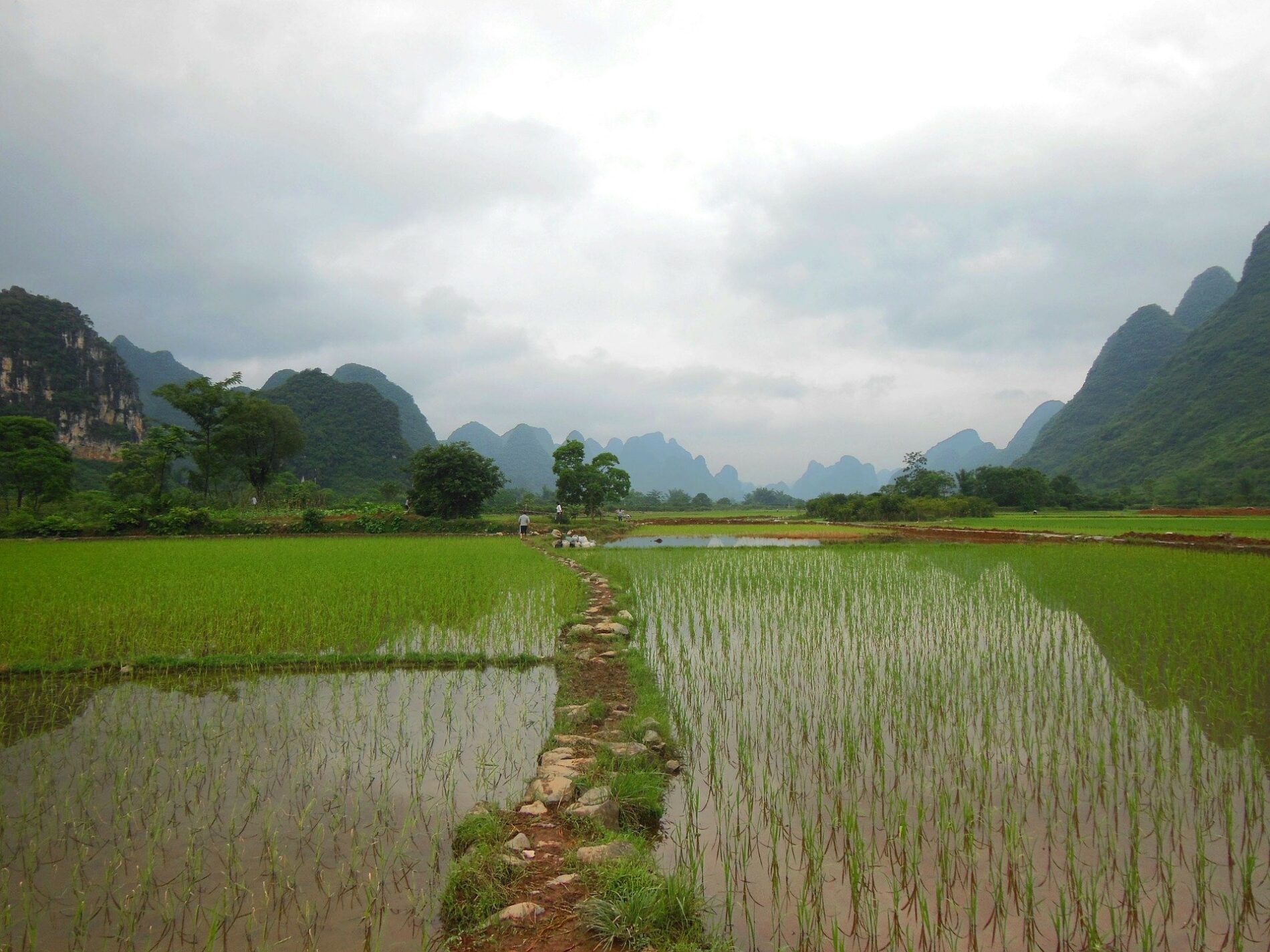 Rice field in Yunnan, China