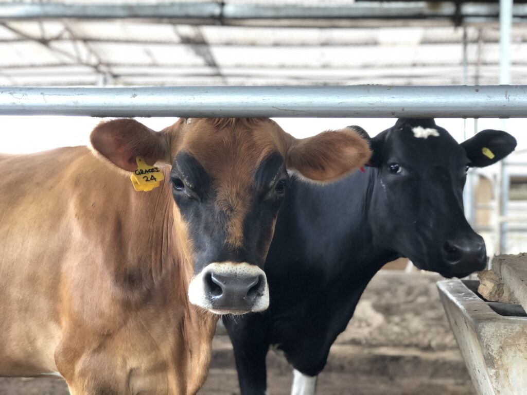 Field visit to small commercial dairy farm, Uganda.