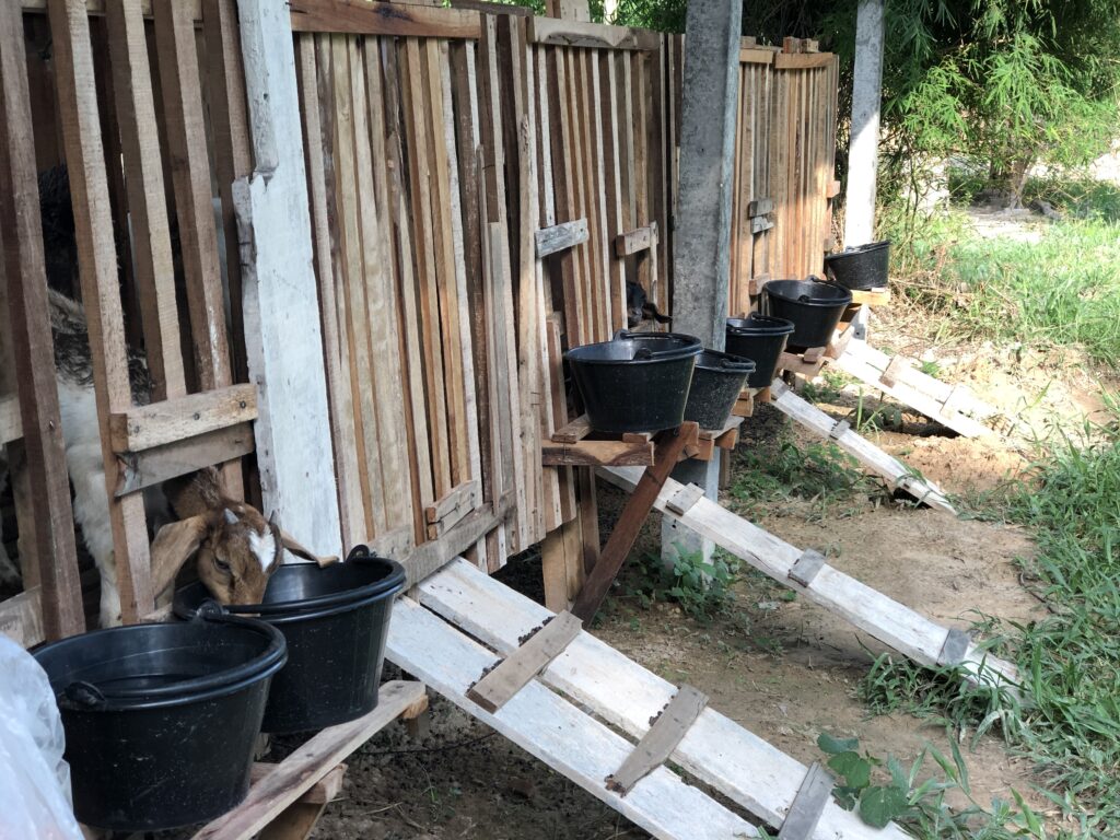 Goats in their pen, Laos.