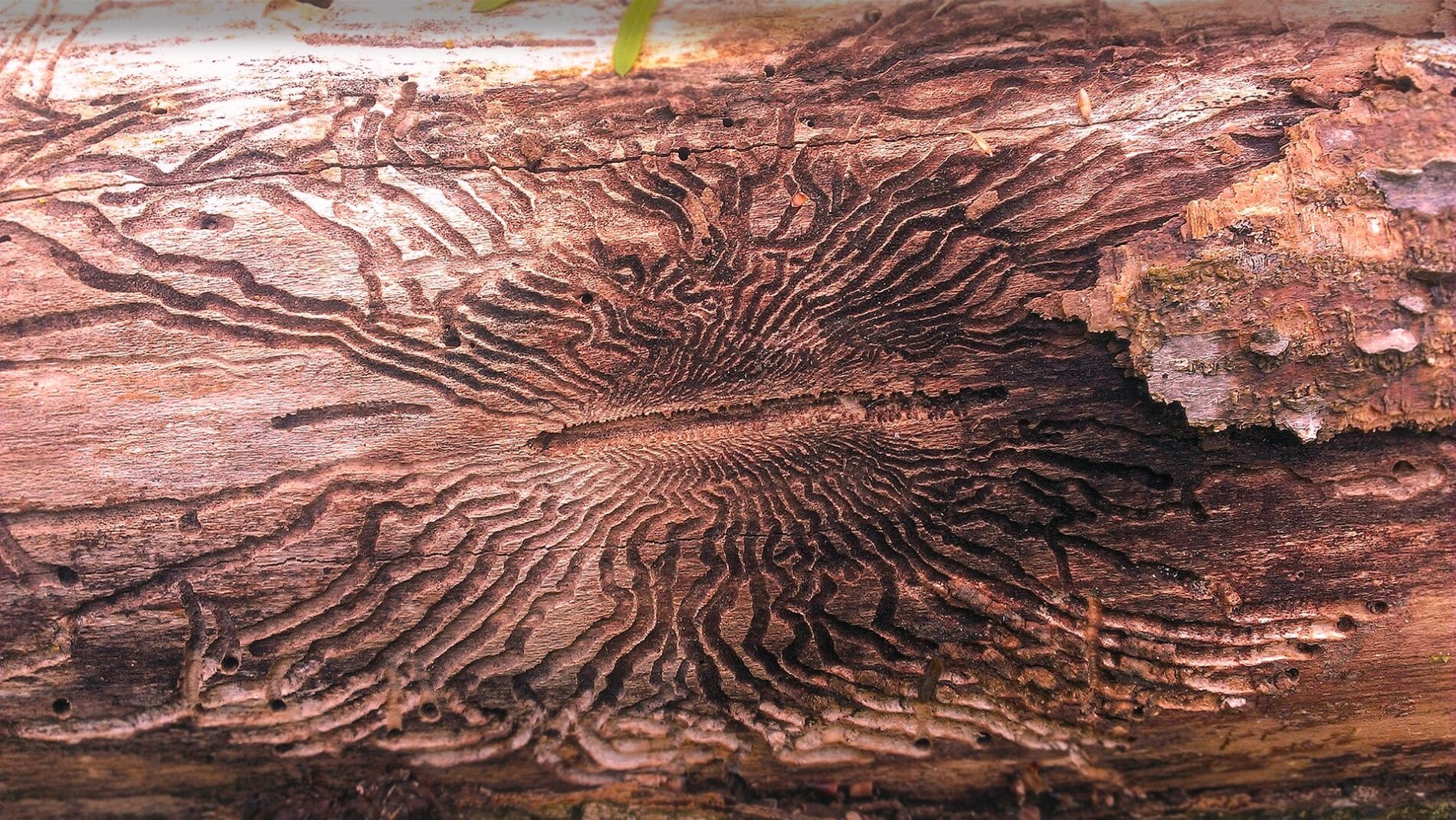 Emerald Ash Borer Damage