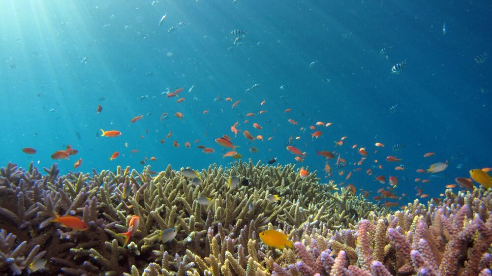 Fish and coral reef