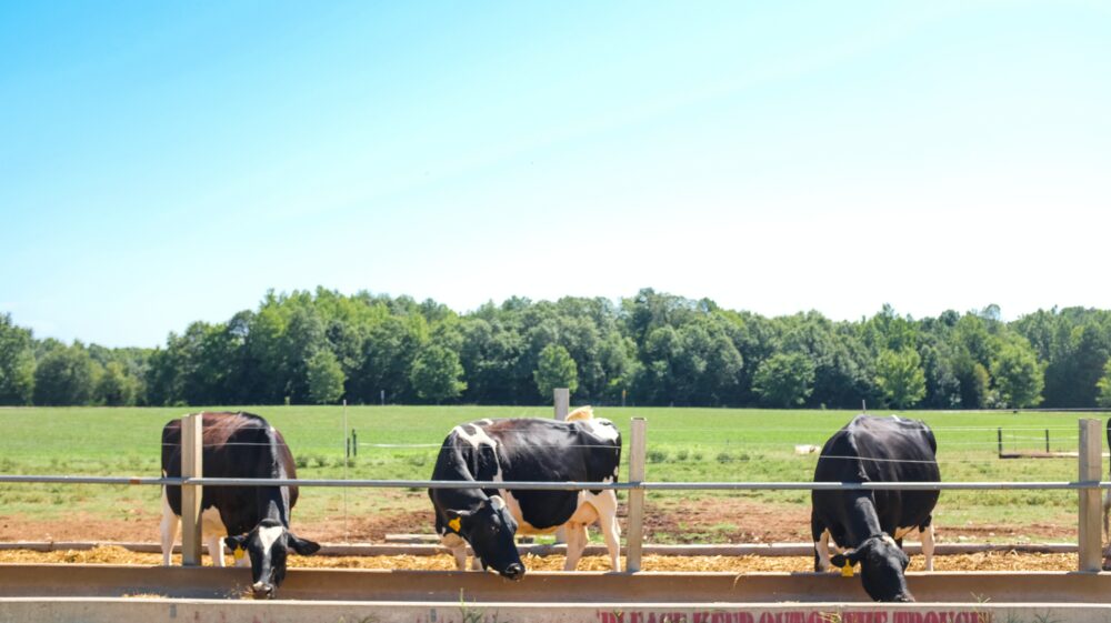 Cows drinking from a trough