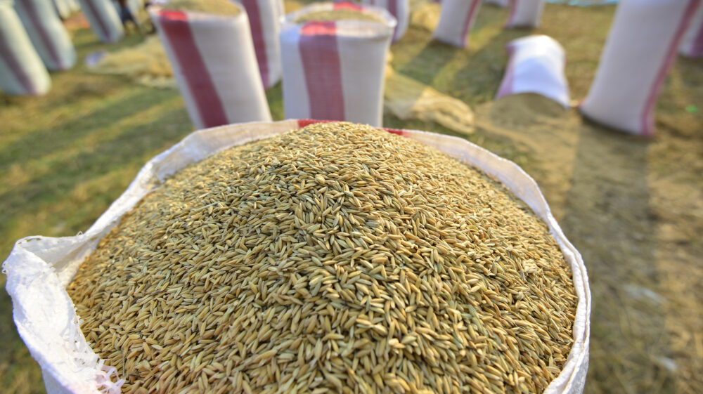 A big bag of harvested rice surrounded by other big bags after harvest