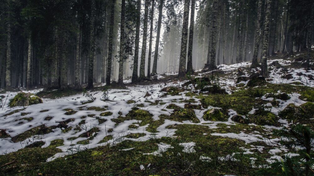 Snow in forest
