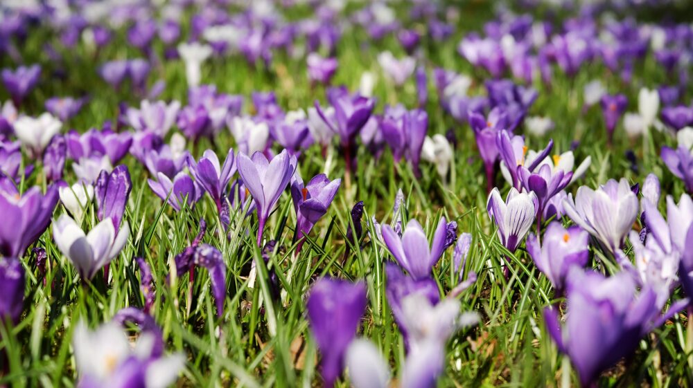 Crocuses