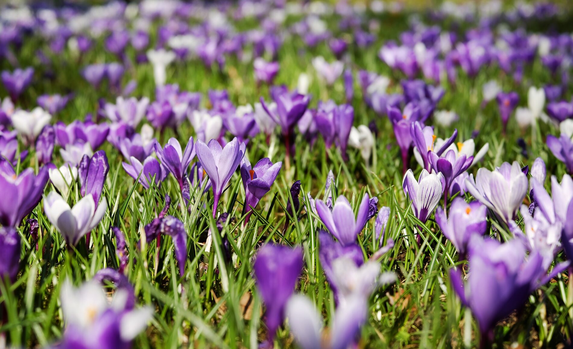 Crocuses