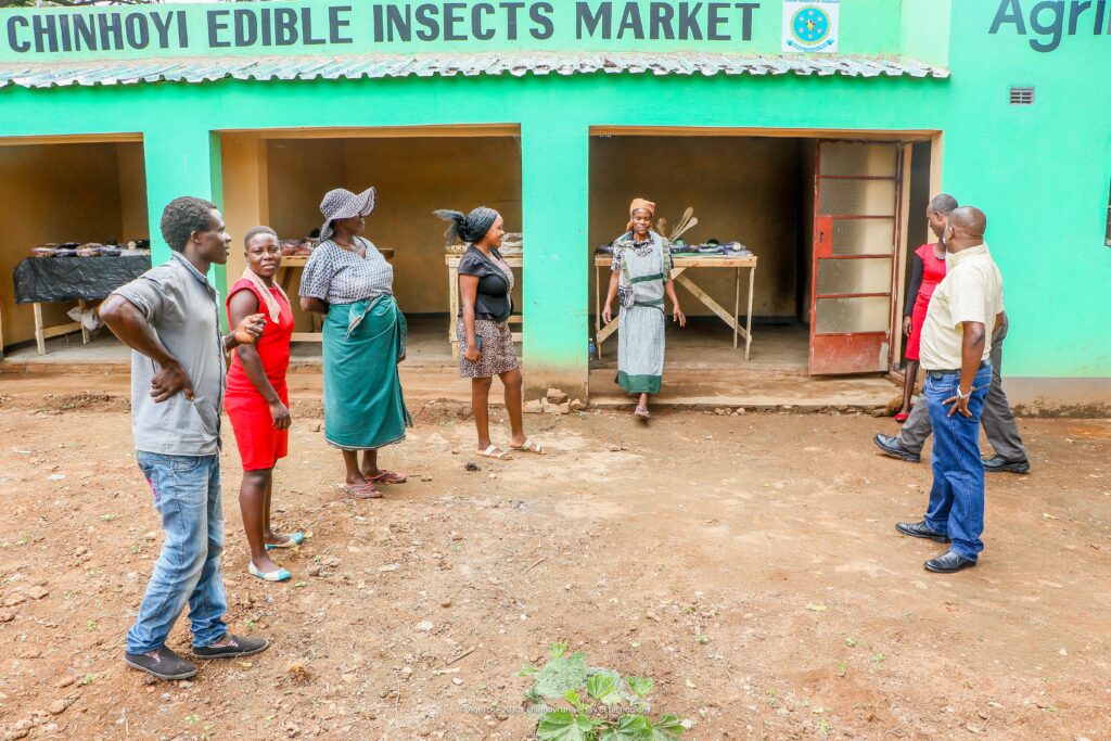 Edible insect market