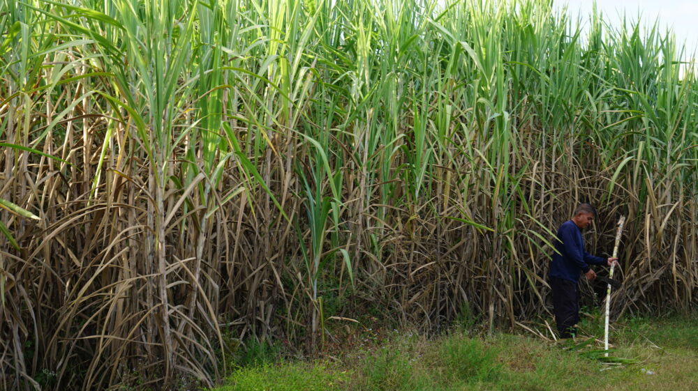 Man in sugar cane field