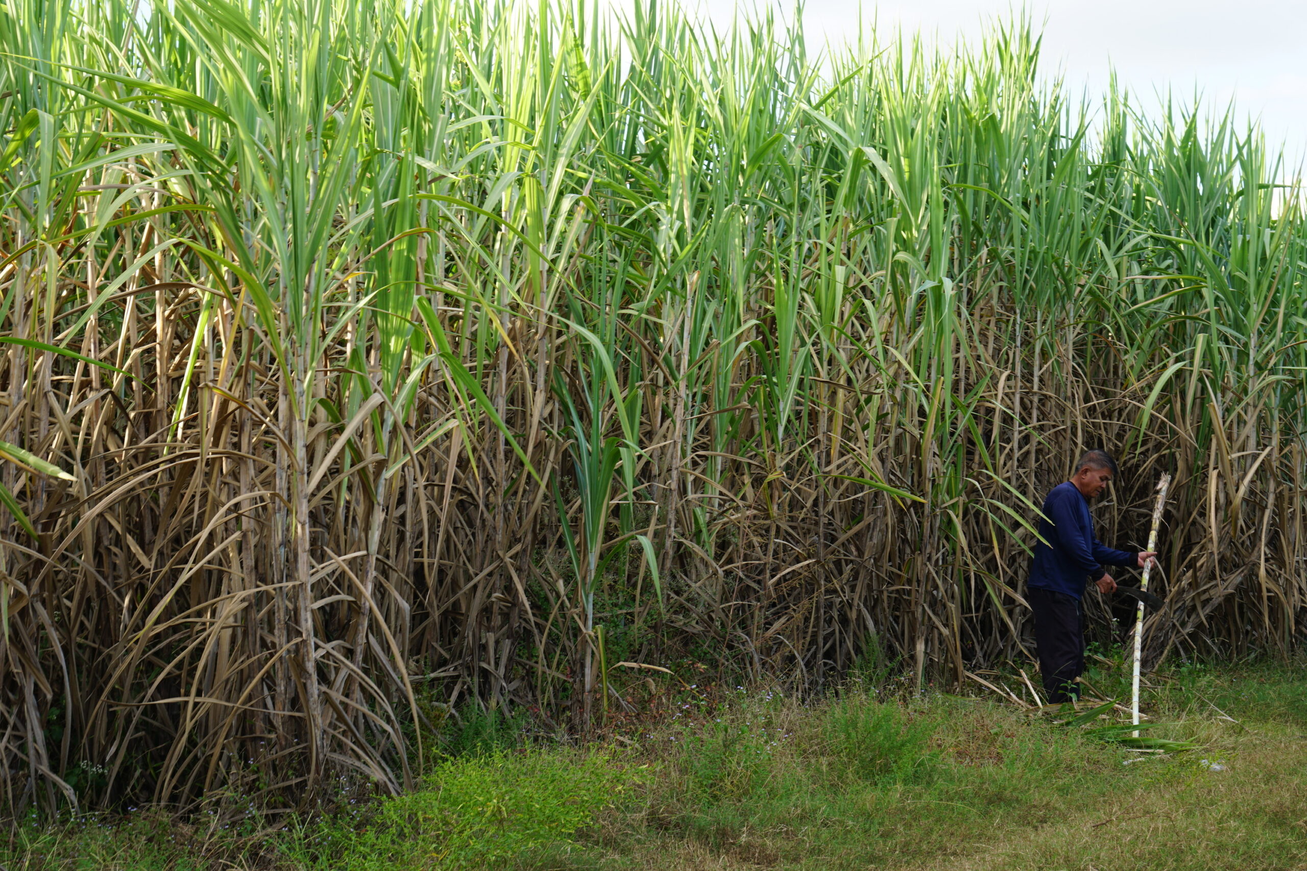 Сахарный тростник в австралии. Сахарный тростник в Бразилии. Плантации сахарного тростника в Бразилии. Куба сахарный тростник плантации. Ямс сахарный тростник.