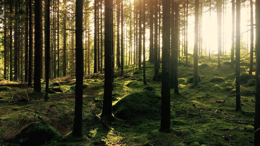 Swedish forest