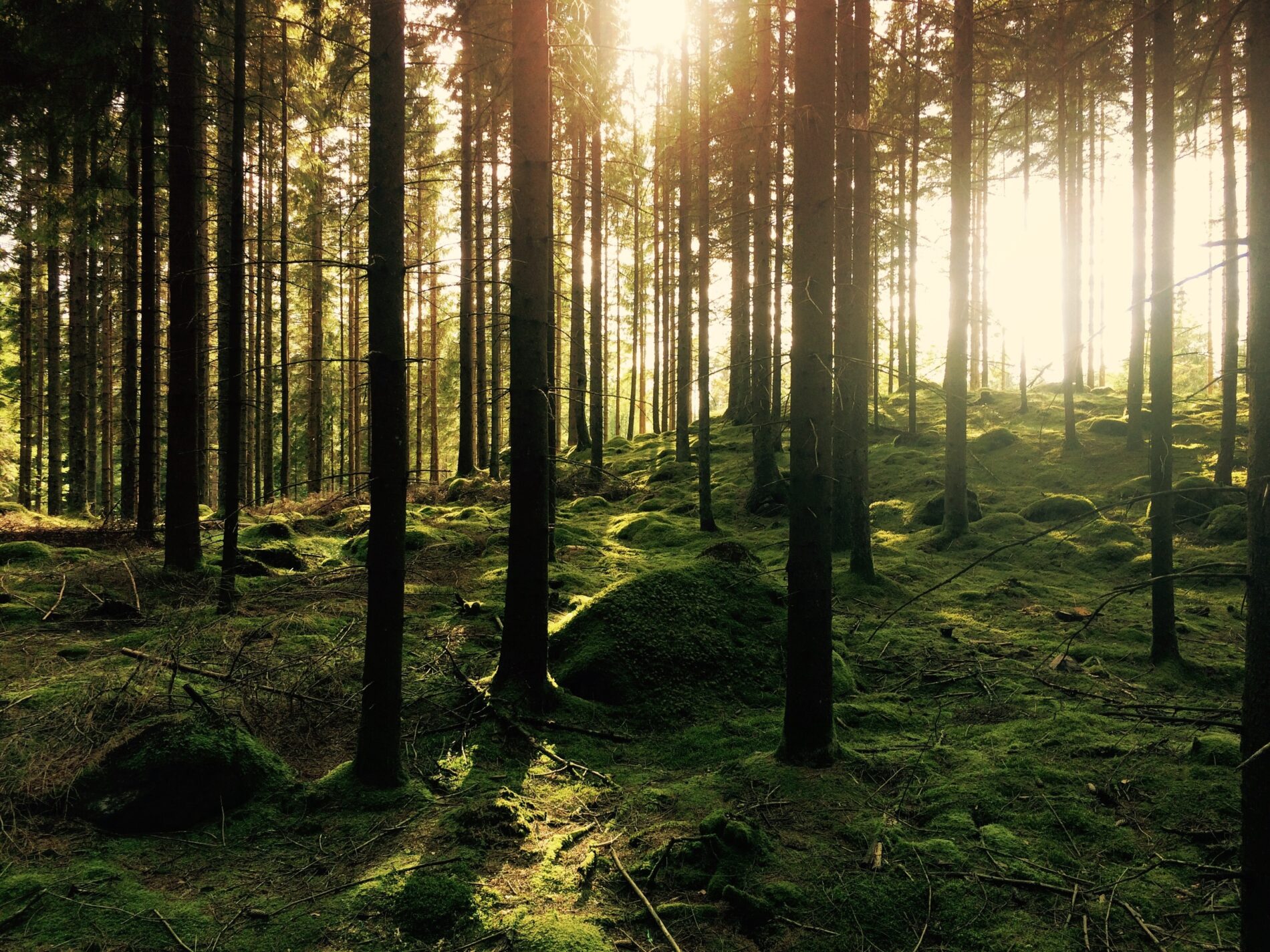 Swedish forest