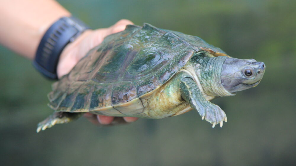 Burmese Roofed Turtle