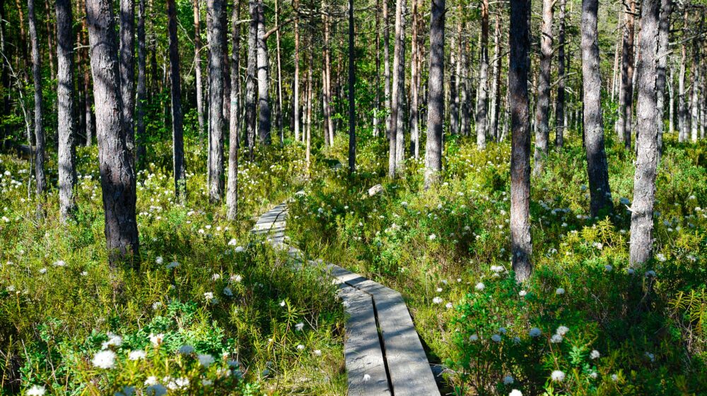 Lahemaa National Park, Estonia