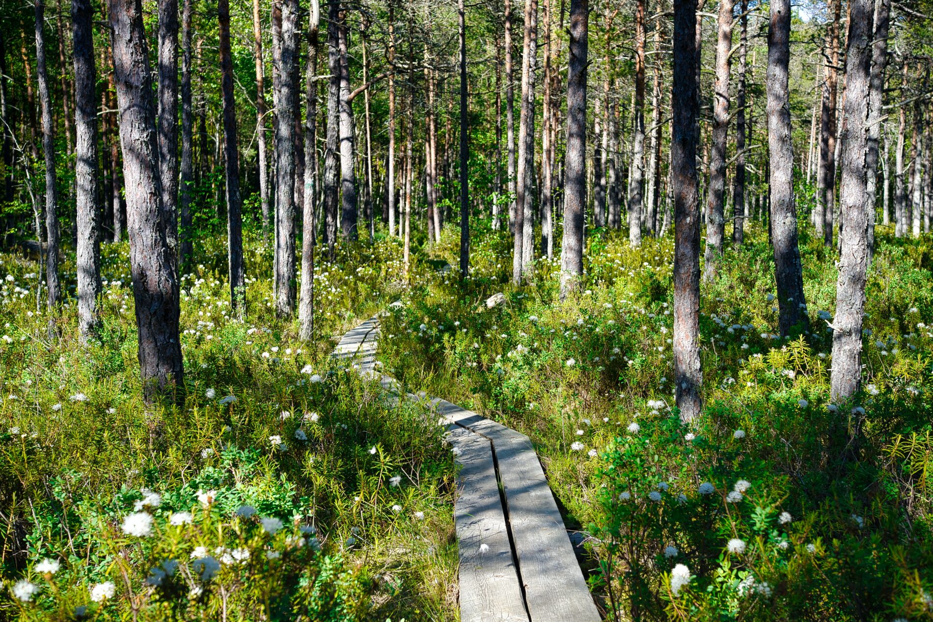 Lahemaa National Park, Estonia