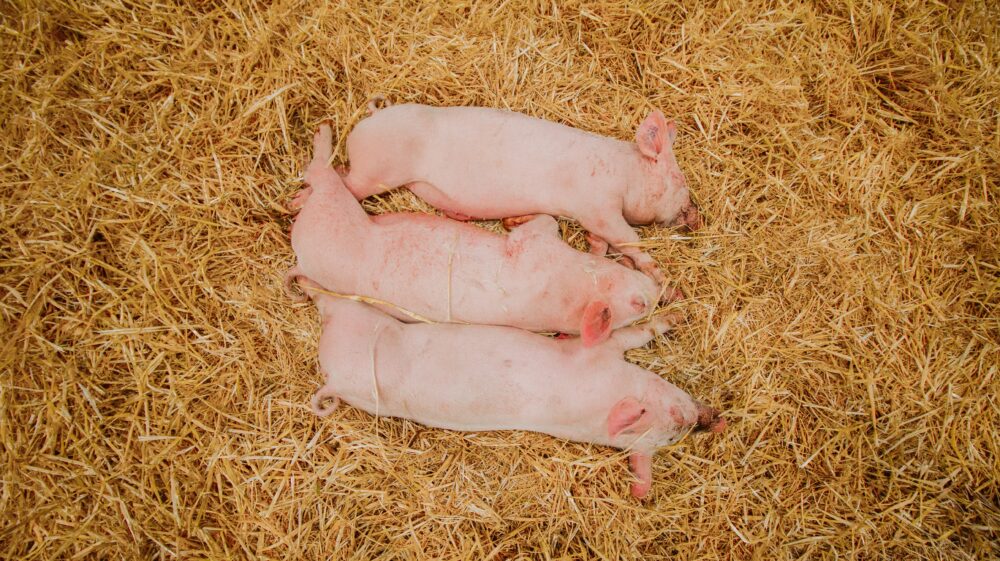 Pigs on brown grass. Image: Matthieu Pétiard/Unsplash
