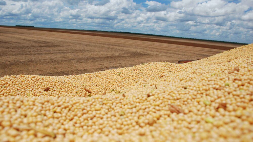 Field of dried soybeans, Brazil