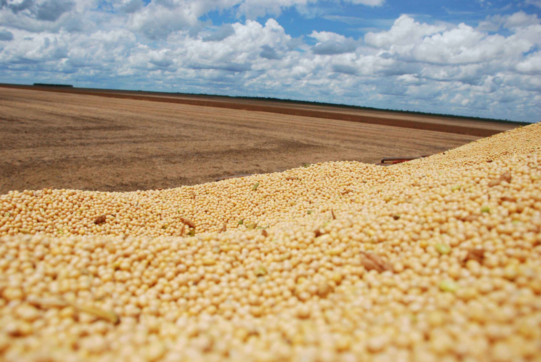 Field of dried soybeans, Brazil