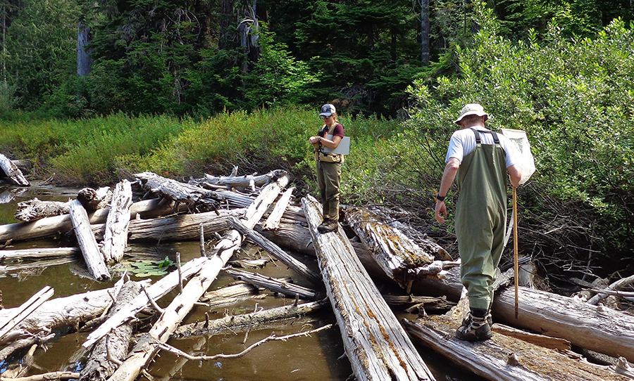 Volunteers looking for amphibians