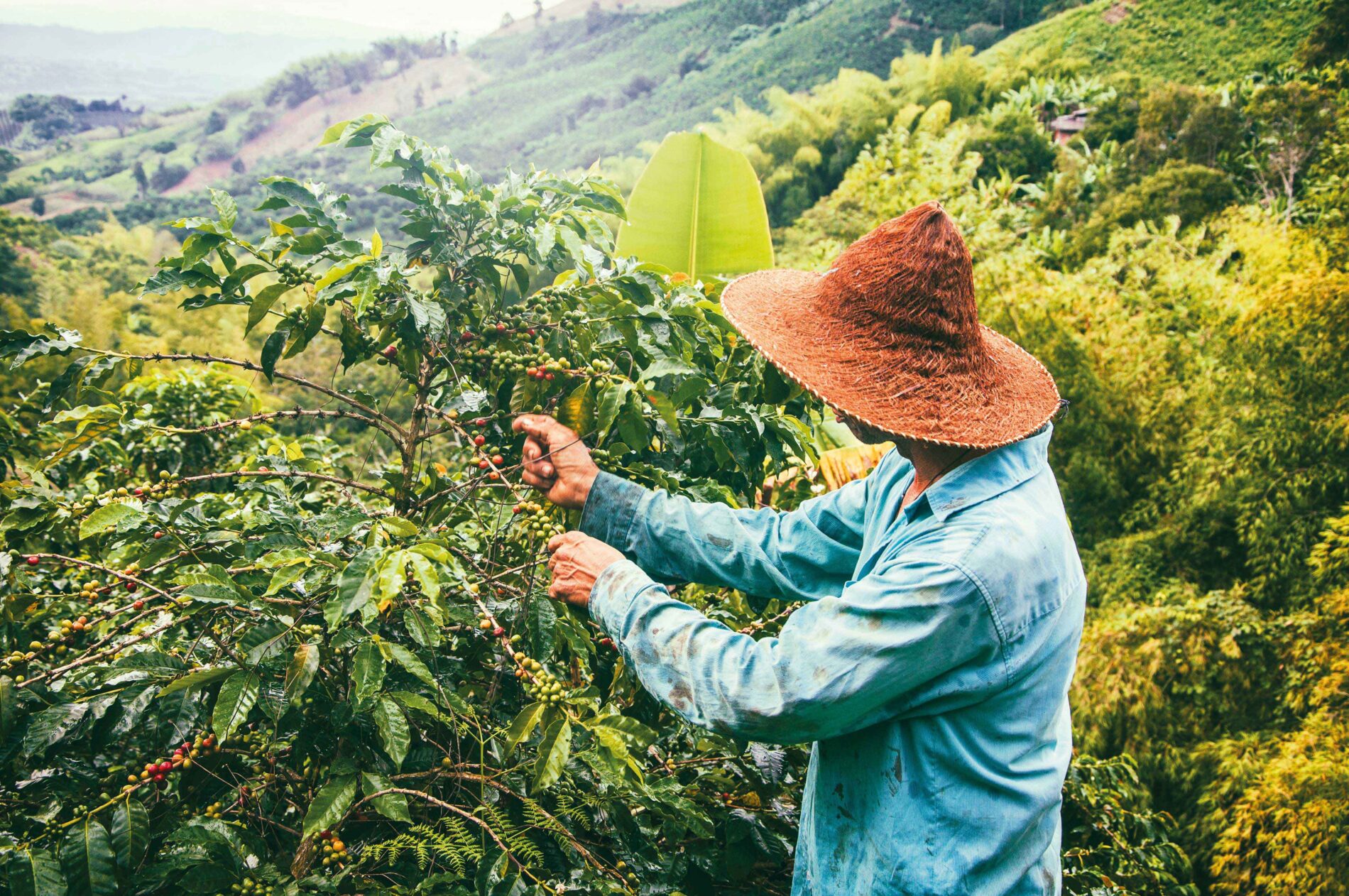 A person works picking coffee from a plant.