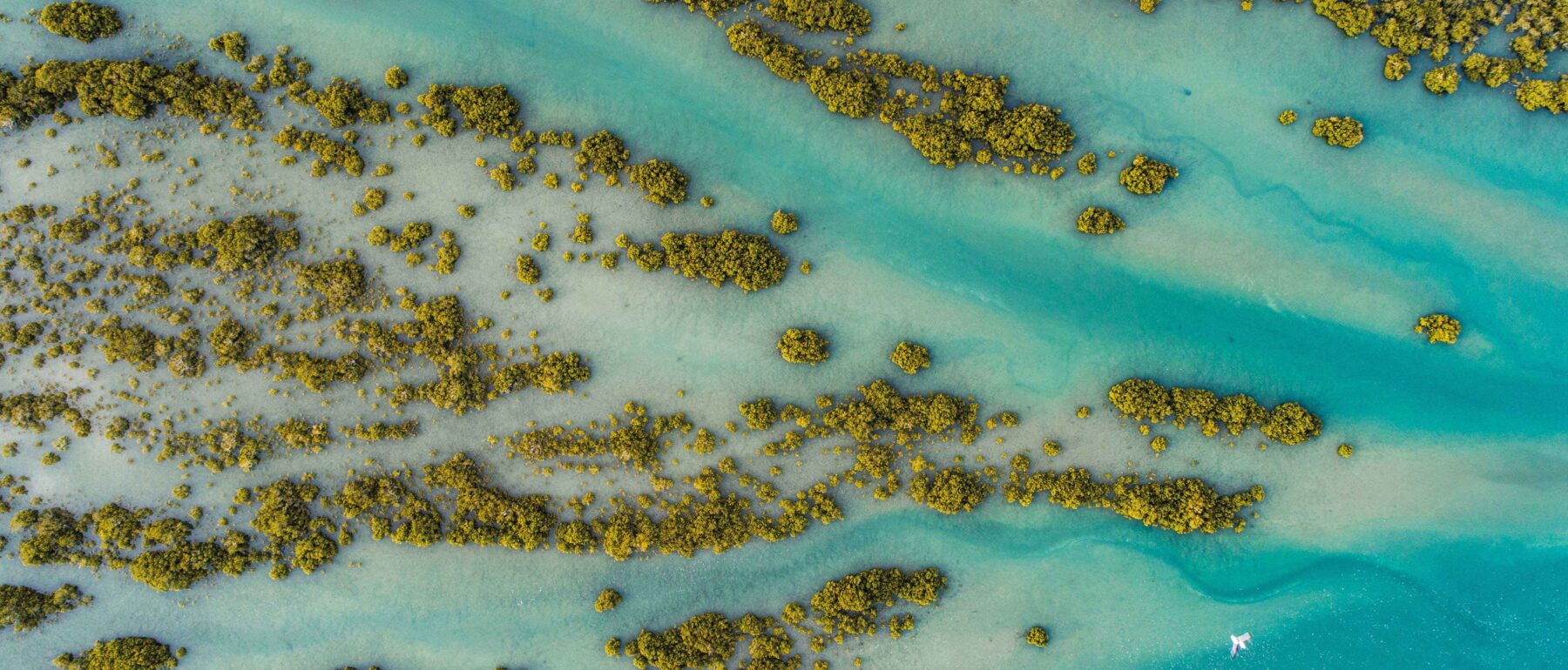 Aerial view of a coastal delta, showing water channels and groups of trees.