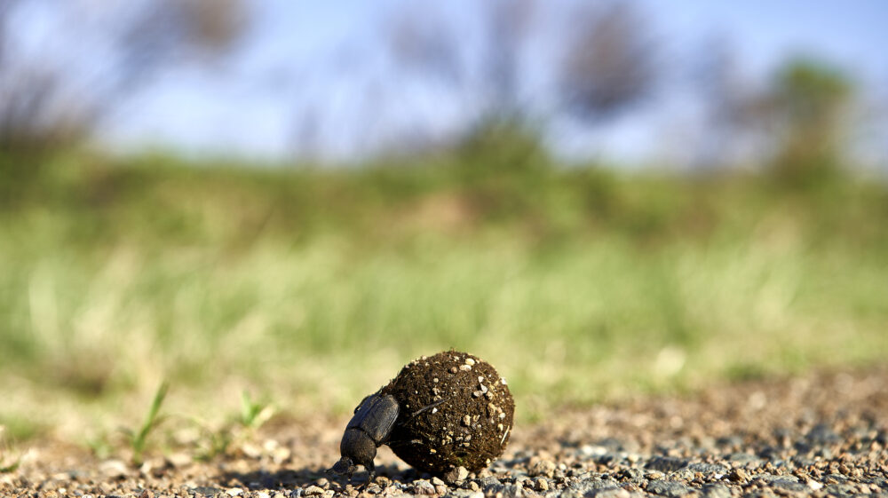 Dung beetle rolling its food at Kruger National Park, Lesotho