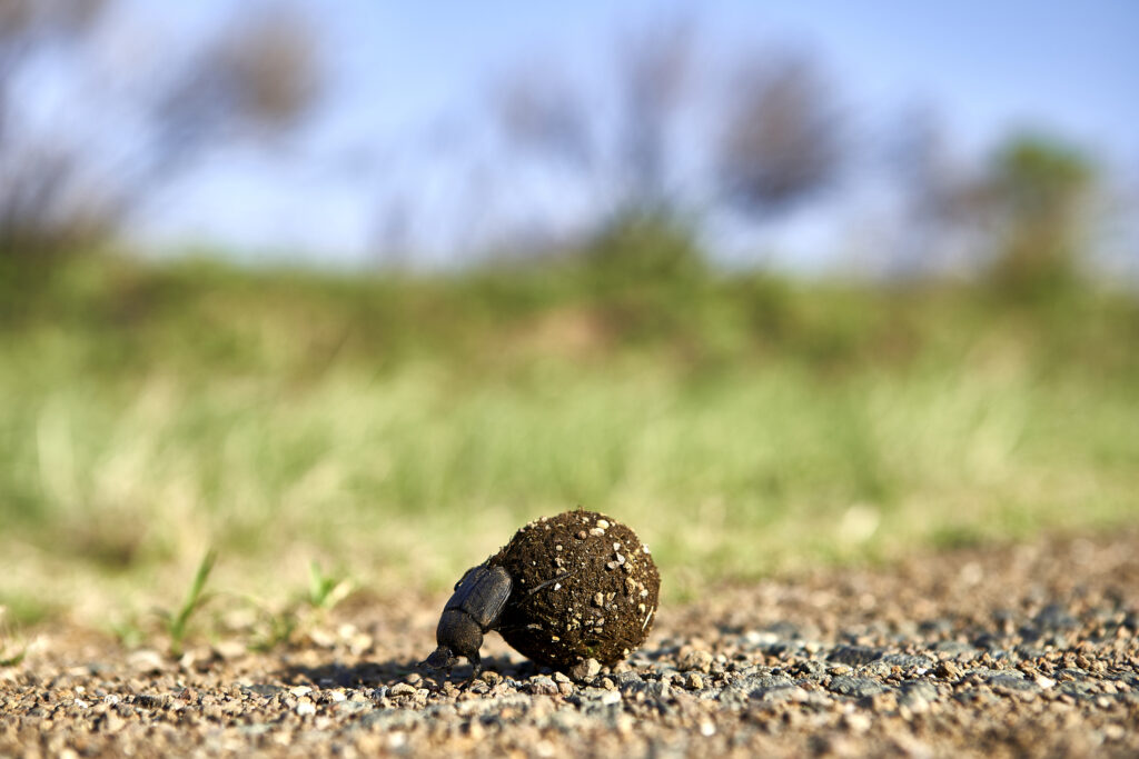 Dung beetle rolling its food at Kruger National Park, Lesotho