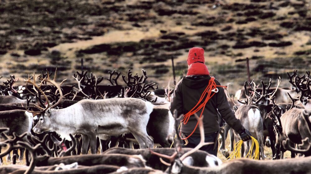 Renskötsel i Sápmi. Foto: Mats Berg / SEI.