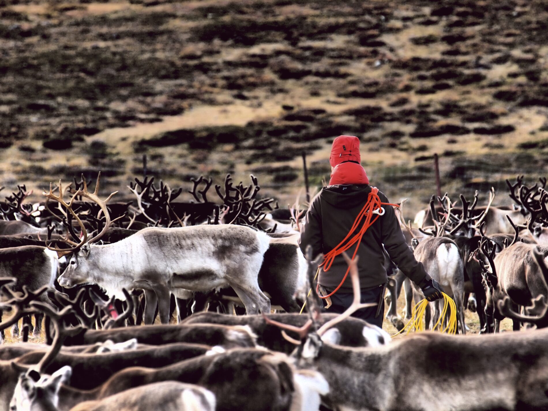 Renskötsel i Sápmi. Foto: Mats Berg / SEI.