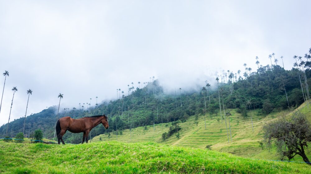 Horse standing in grass field near mountain range, Cocora Valley, Colombia