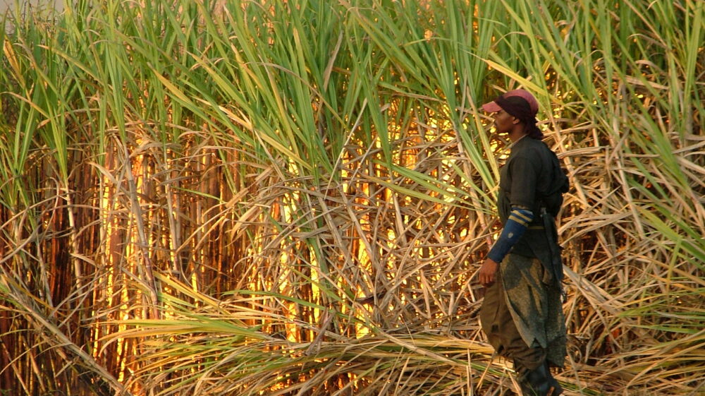 Sugarcane is burnt in Kwa Zulu Natal, South Africa