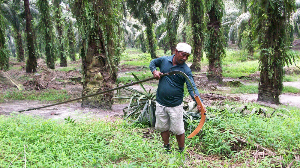 Oil palm cutter in Indonesia.