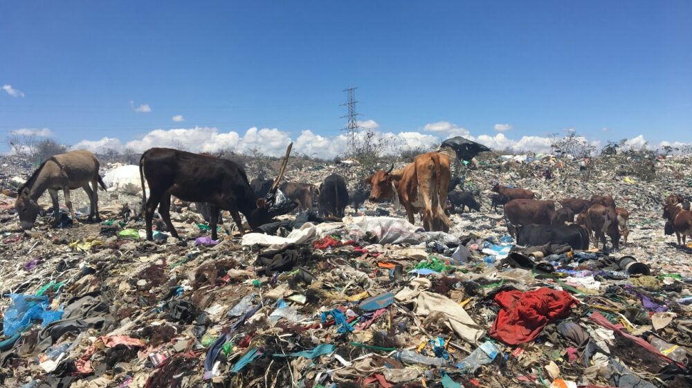 Livestock rummaging
