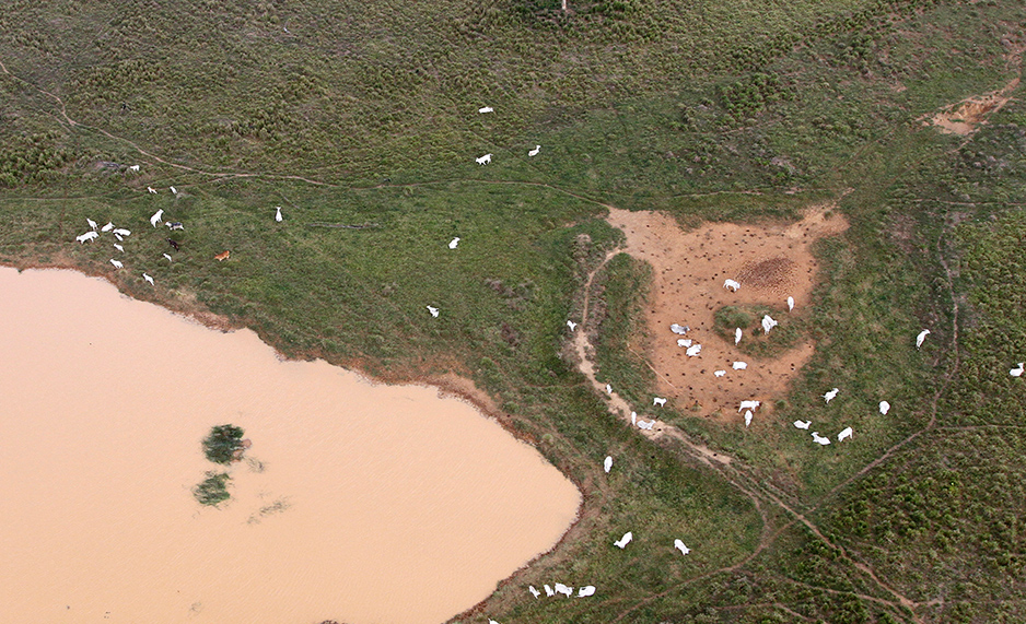 Aerial view of cattle near body of water in Lindoeste, Pará State, Brazil