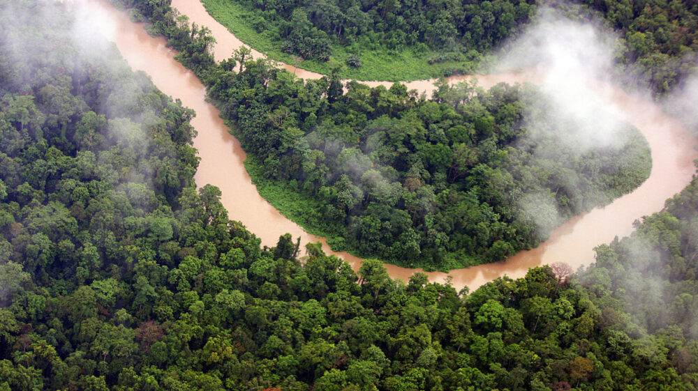 Aerial view of dense canopy of various rainforest trees on Indonesian half of New Guinea island, Timika, Papua, Indonesia