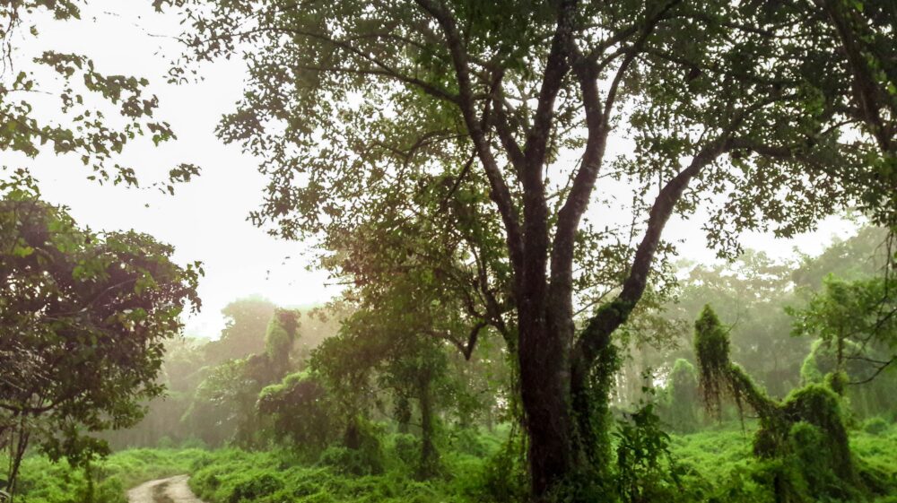 A heavily forested area