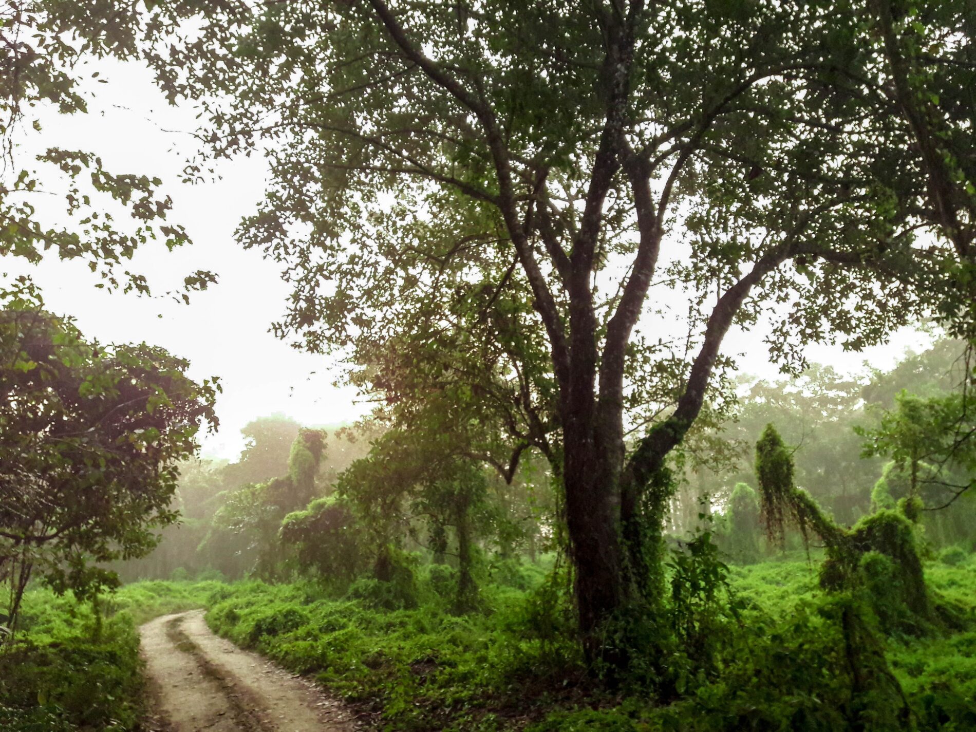 A heavily forested area