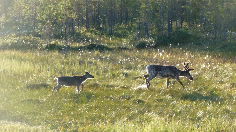 Reindeer