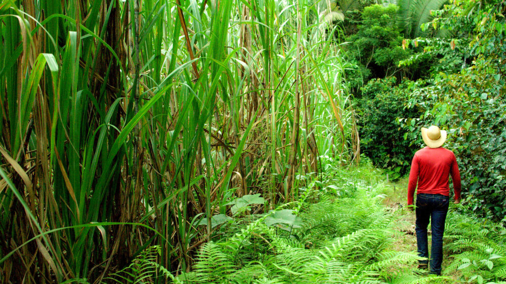 Bertolini family sugar cane plantation, Mato Grosso, Brazil