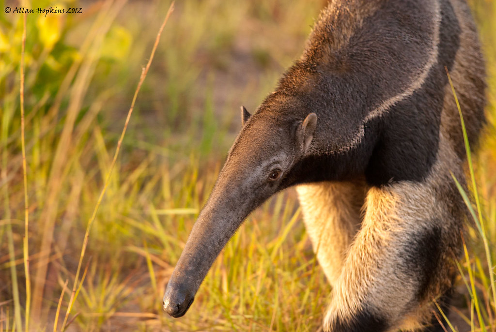 A mature Giant Anteater walking towards the camera in north Rupununi, Guyana, South America.