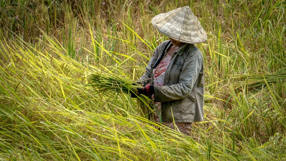 Woman working in field, Hanoi, Viet Nam