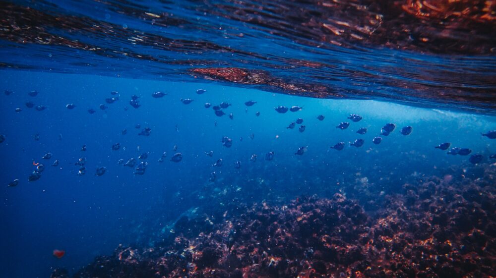School of fish underwater