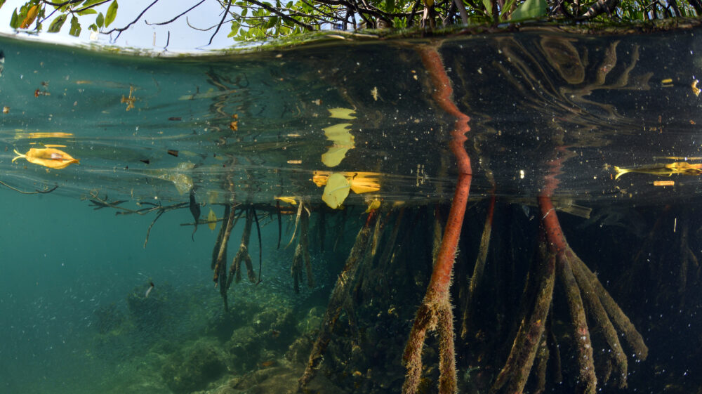 Mangrove roots in Mochima, Venezuela, Caribbean Sea.