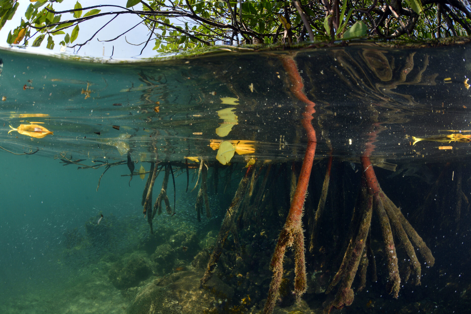Mangrove roots in Mochima, Venezuela, Caribbean Sea.